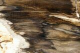 Polished, Petrified Wood (Metasequoia) Stand Up - Oregon #152384-2